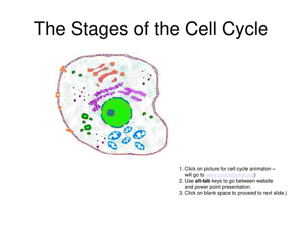 The Cell Cycle and Cancer Biology Diagrams