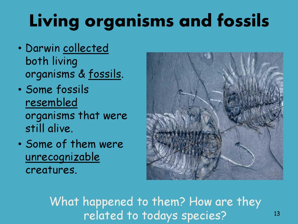 Evolution Diversity of life. - ppt download