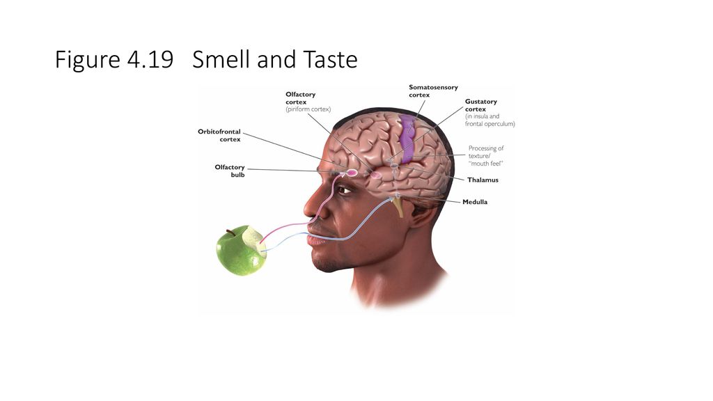 Chapter 3: Sensation & Perception Biology Diagrams