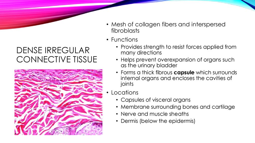 BODY TISSUES. - ppt download