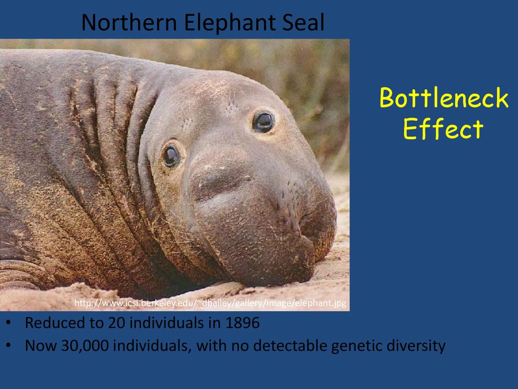 NATURAL SELECTION It is the process by which heritable traits that