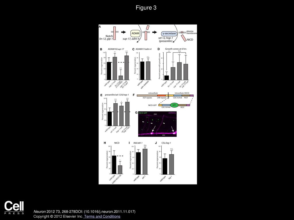 Notch Signaling Inhibits Axon Regeneration ppt download