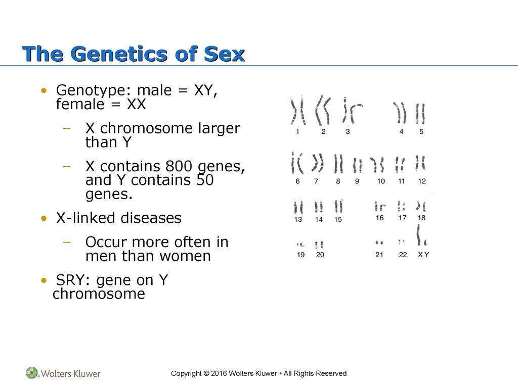 Chapter 17 Sex And The Brain Ppt Download 9673