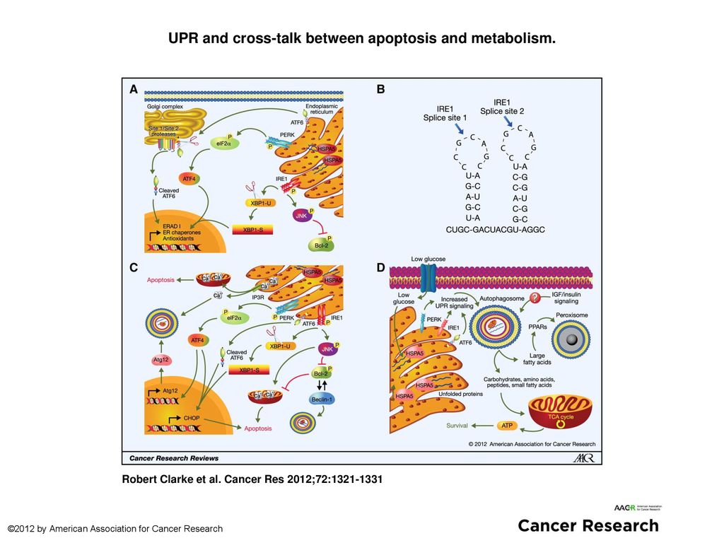 Activation Of The Atf6 Pathway And Angiogenesis Upon Er Stress Atf6