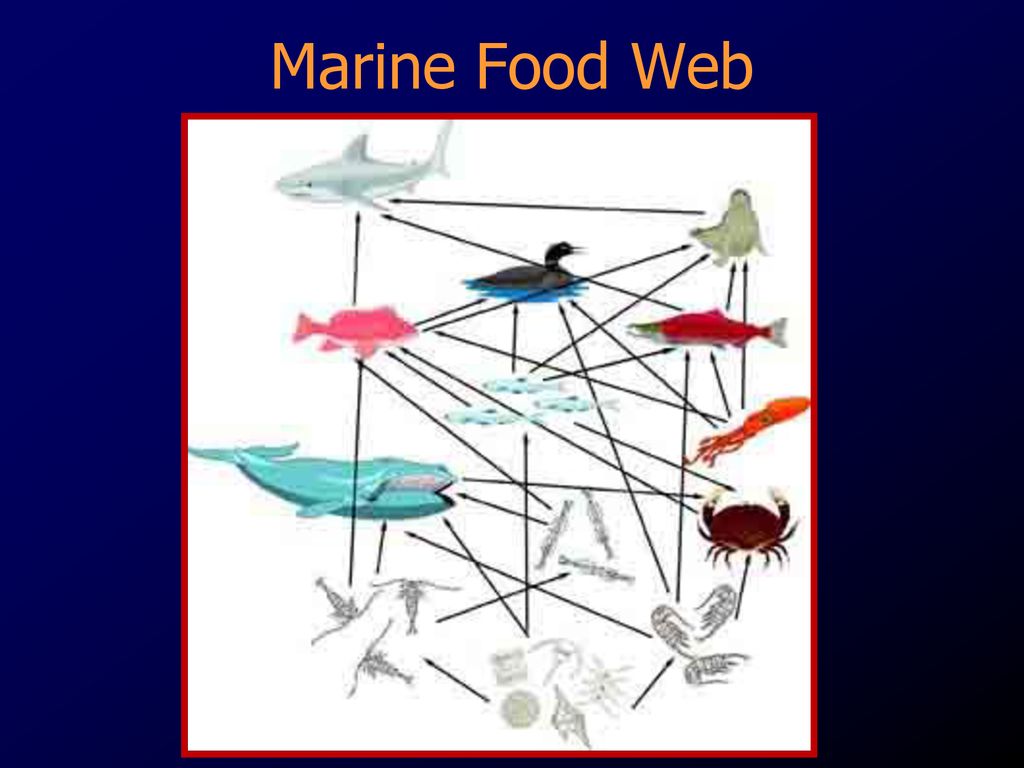 Food Chains and Food Webs. - ppt download