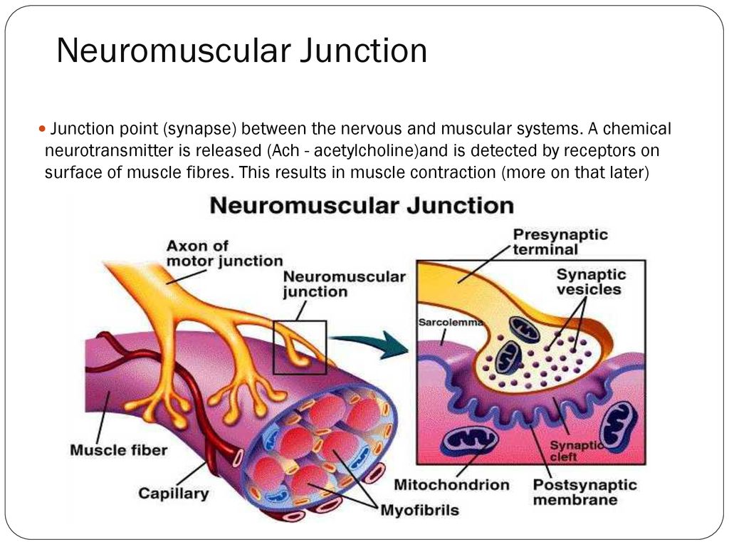 Inside a Muscle Fibre... How it Contracts! - ppt download