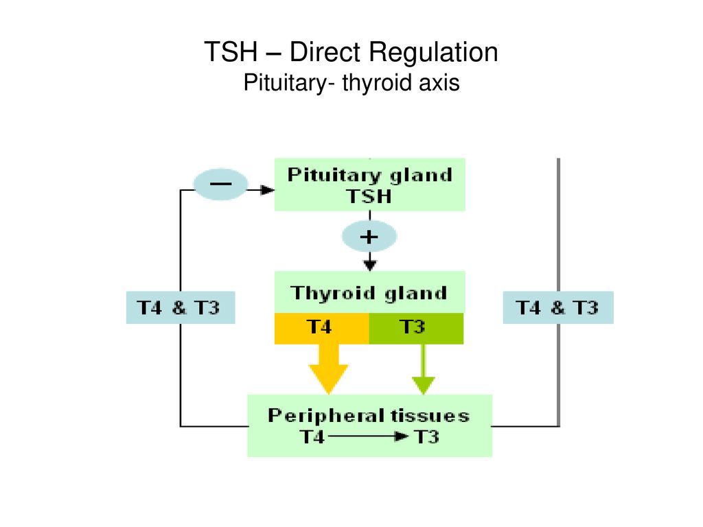 Thyroid Stimulating Hormone - TSH Lecture NO: 2ndMBBS - ppt download