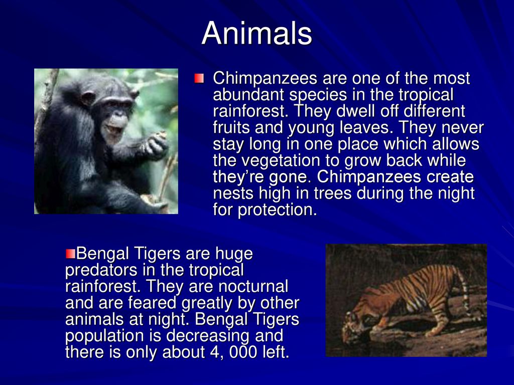 The Tropical Rainforest Biome - ppt download