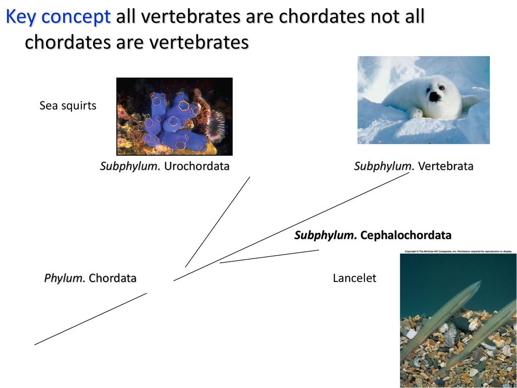 Sea squirts Subphylum. Urochordata Subphylum. Vertebrata - ppt download