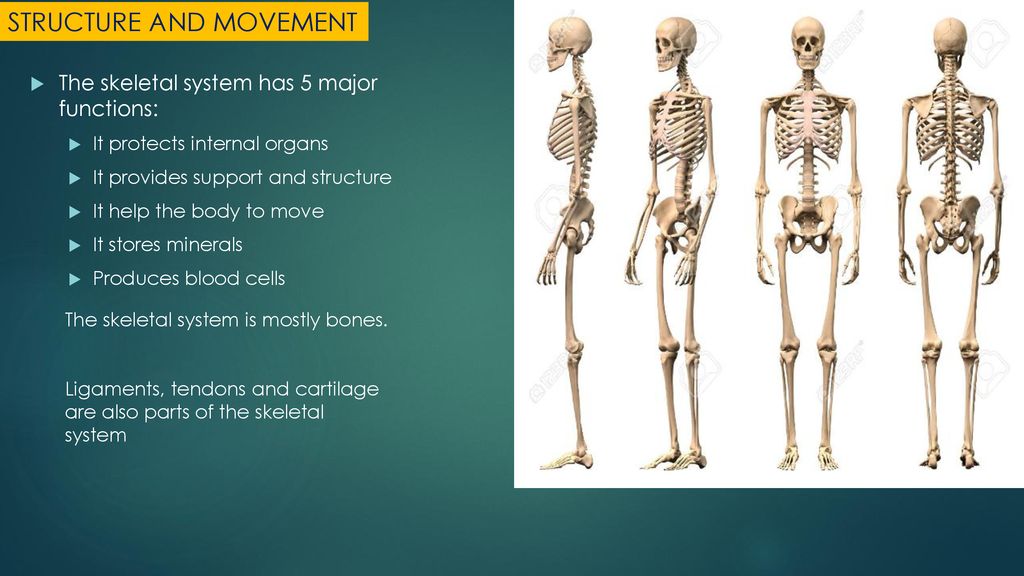 STRUCTURE AND MOVEMENT Biology Diagrams