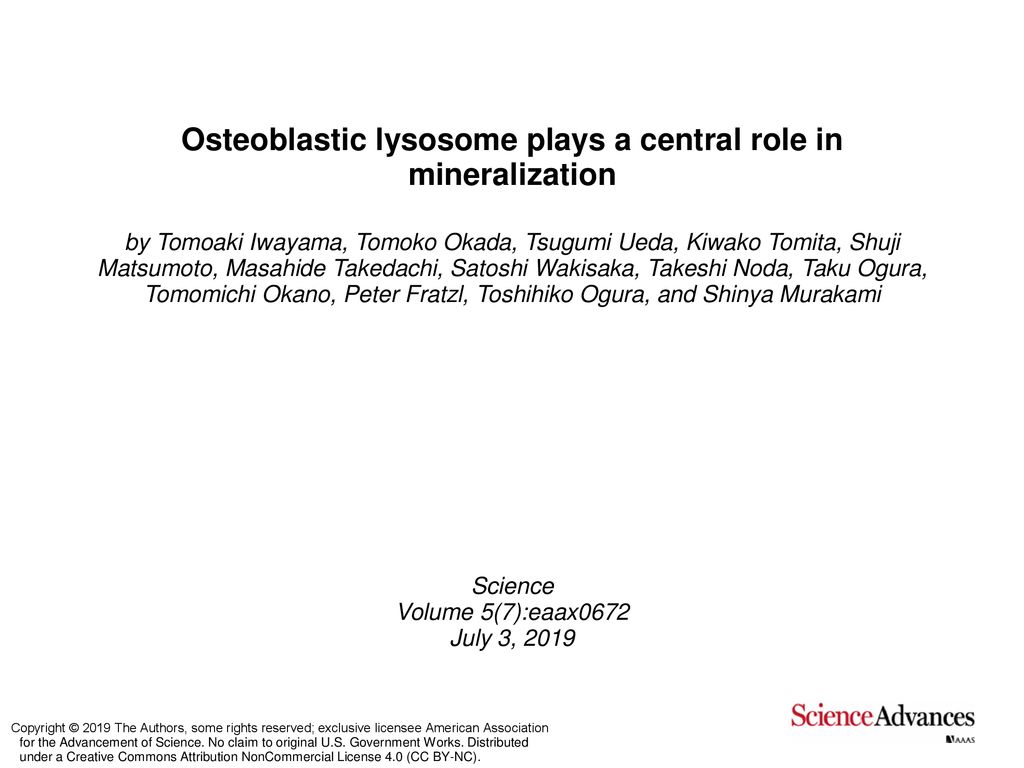 Osteoblastic lysosome plays a central role in mineralization - ppt download