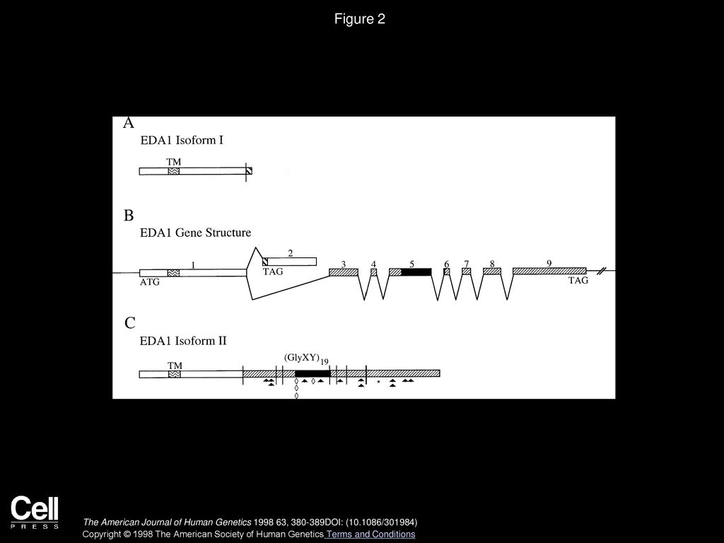 Identification of a New Splice Form of the EDA1 Gene Permits Detection ...