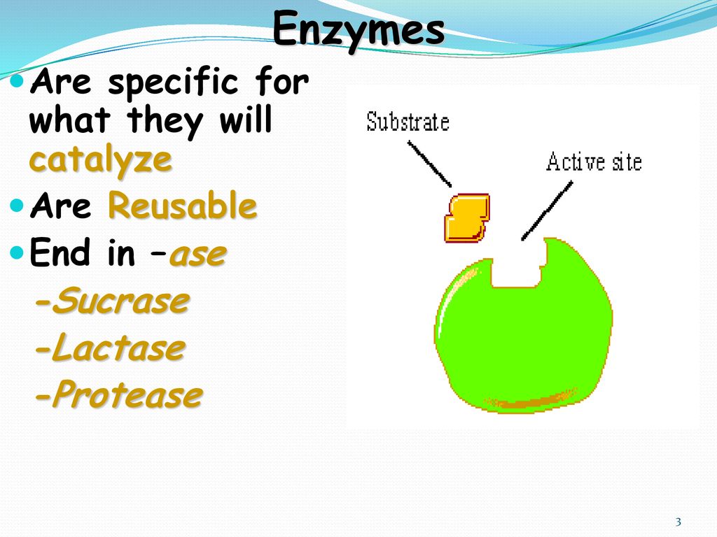 Enzymes. ppt download
