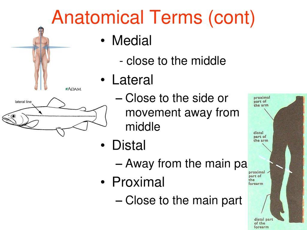 Zoology An Introduction. Biology Diagrams