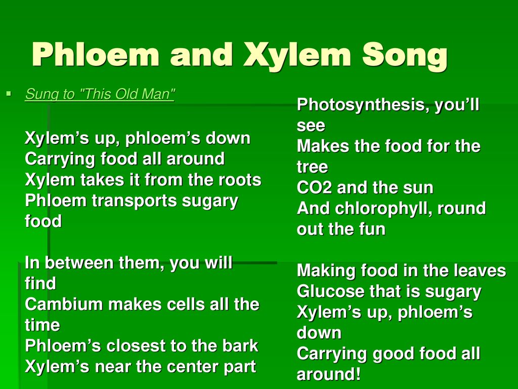 compare and contrast xylem and phloem