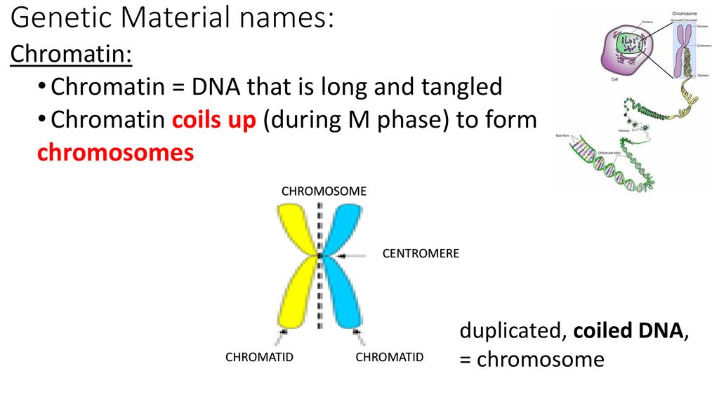 The Cell Cycle, Mitosis, and Cancer - ppt download