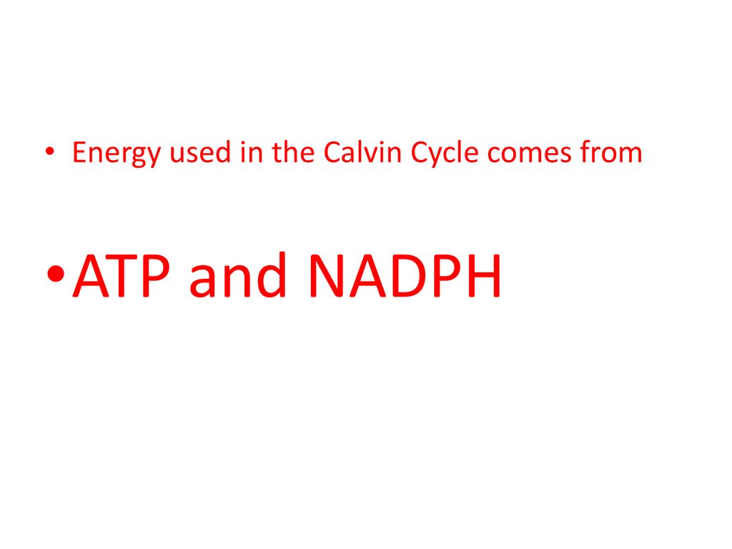 Energy used in the Calvin Cycle comes from