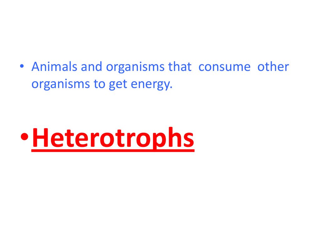 Animals and organisms that consume other organisms to get energy.