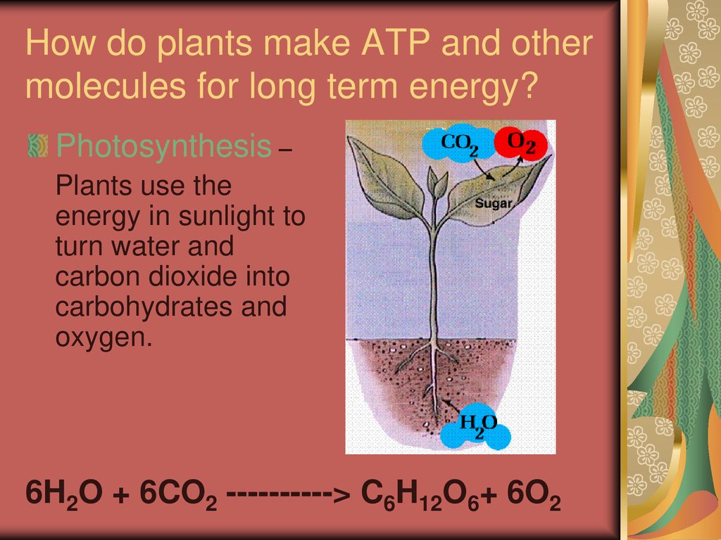 Photosynthesis chapter ppt download