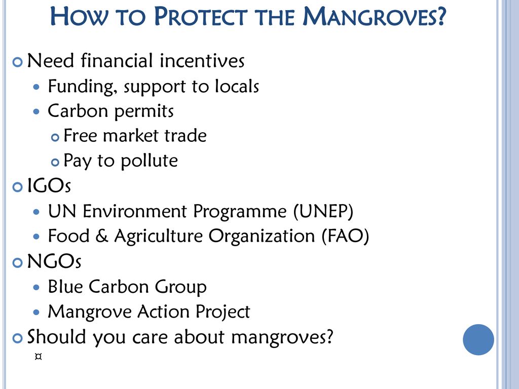 How to Protect the Mangroves