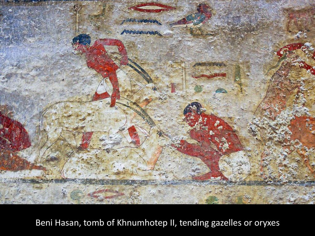 Beni Hasan, tomb of Khnumhotep II, tending gazelles or oryxes