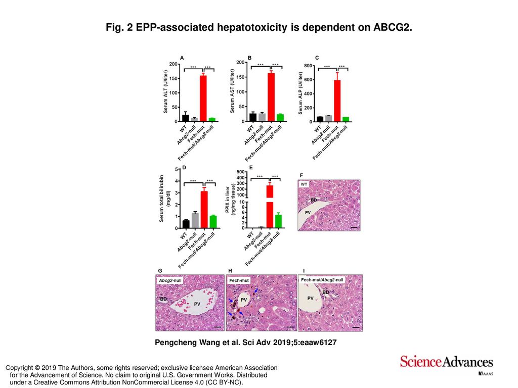 Fig. 2 EPP-associated hepatotoxicity is dependent on ABCG2. - ppt download