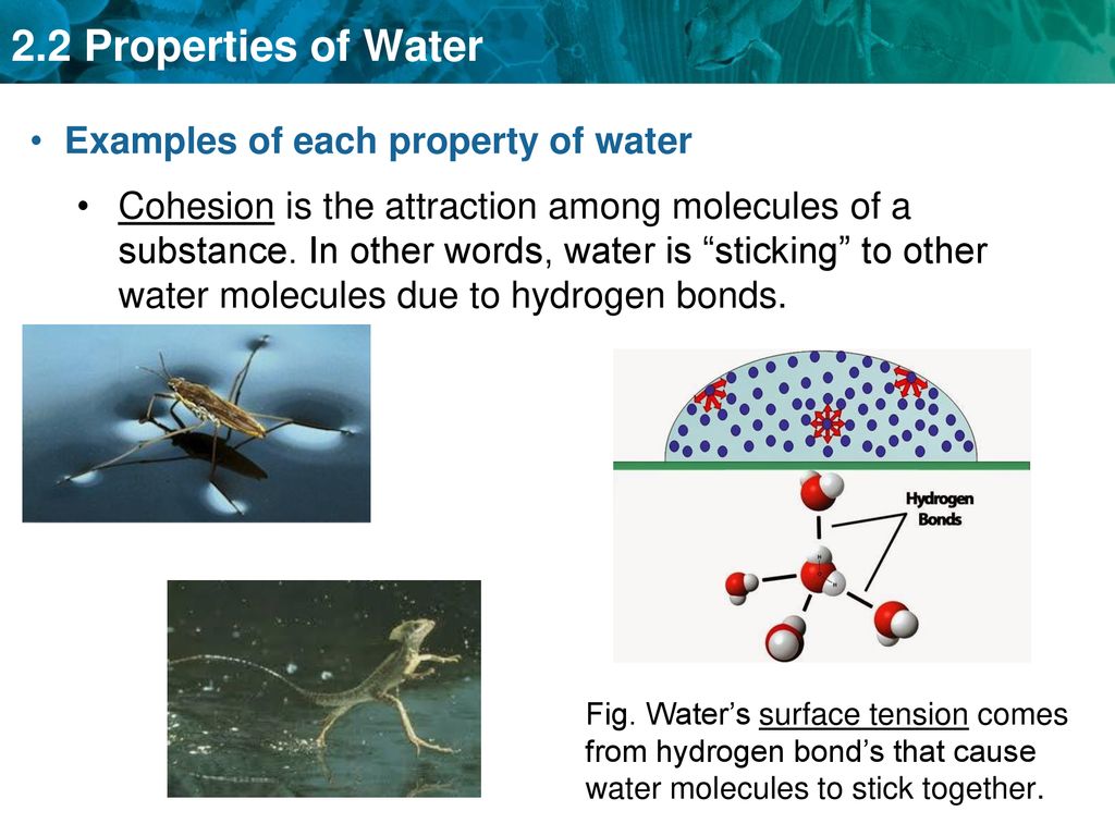Examples of each property of water