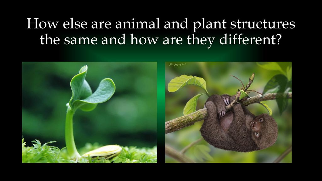 How else are animal and plant structures the same and how are they different