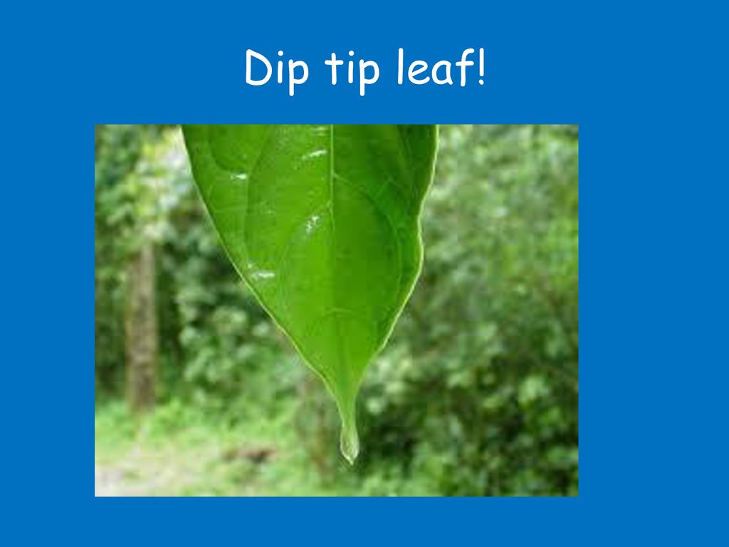 Dip tip leaf!
