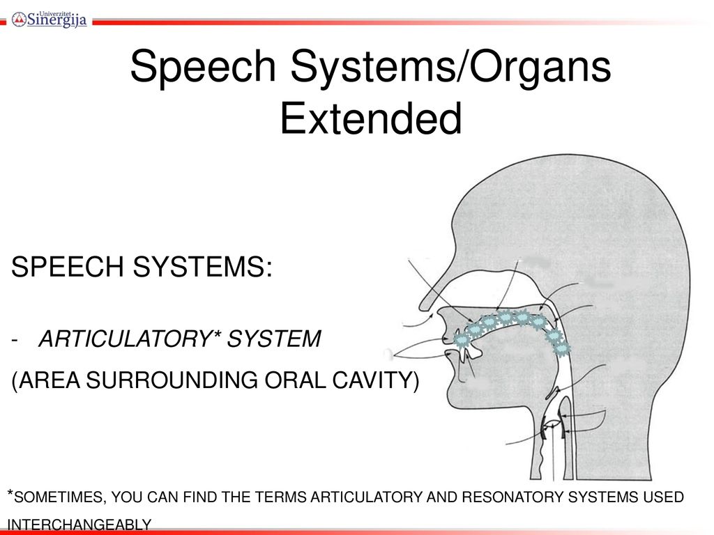 Speech Systems Organs Extended - Ppt Download