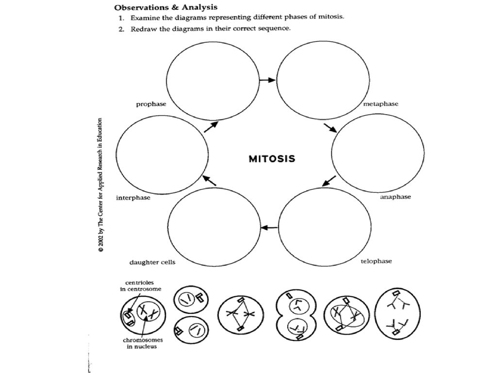 Mitosis diagram worksheet