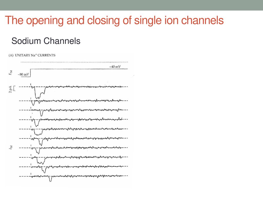 The opening and closing of single ion channels