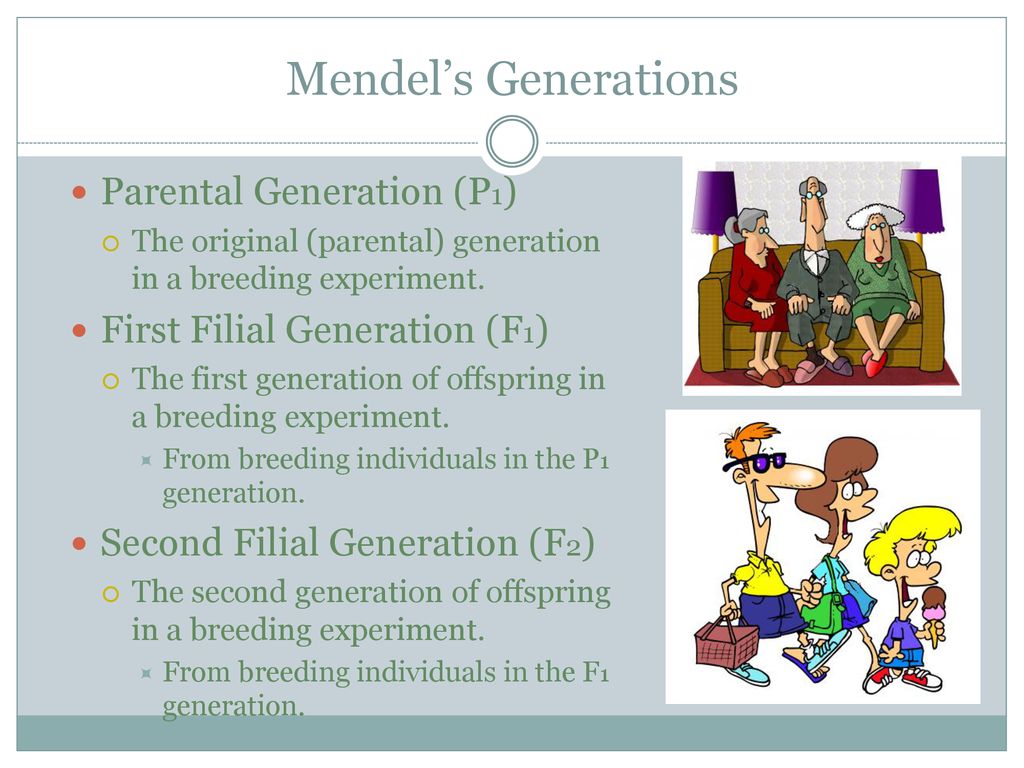 Mendel’s Generations Parental Generation (P1)
