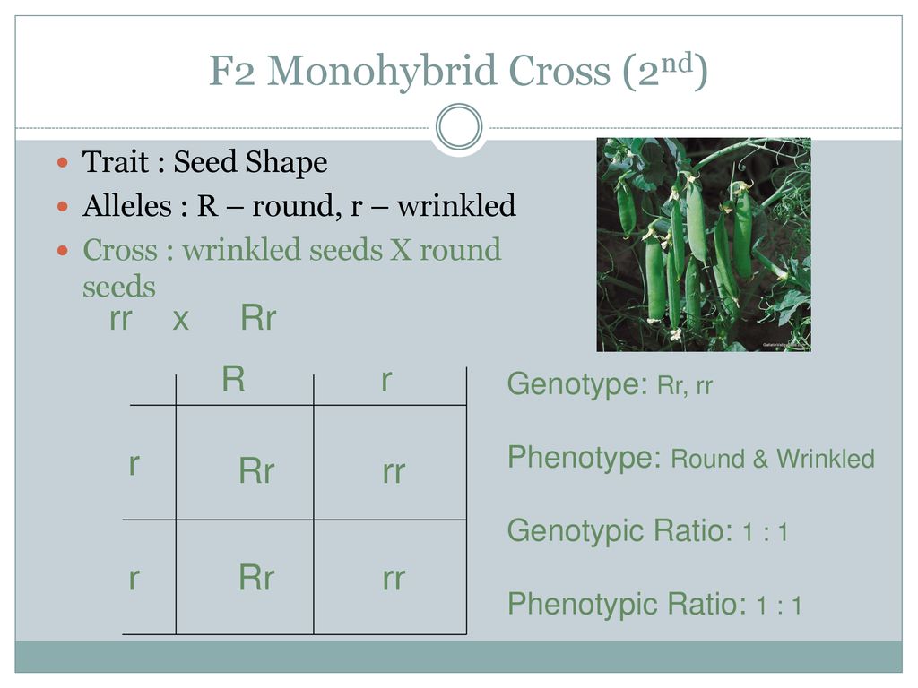 F2 Monohybrid Cross (2nd)