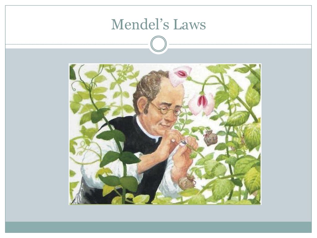 Mendel’s Laws