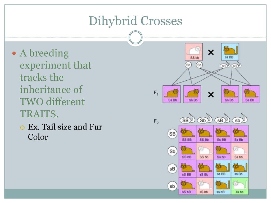 Dihybrid Crosses A breeding experiment that tracks the inheritance of TWO different TRAITS.