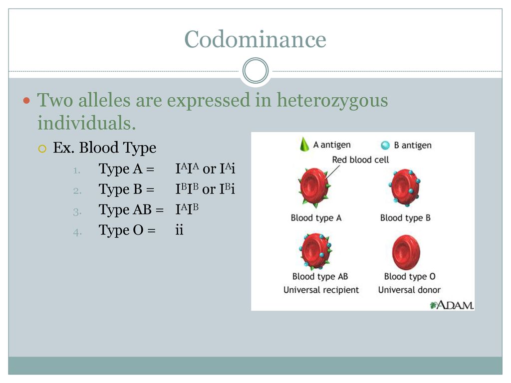Codominance Two alleles are expressed in heterozygous individuals.