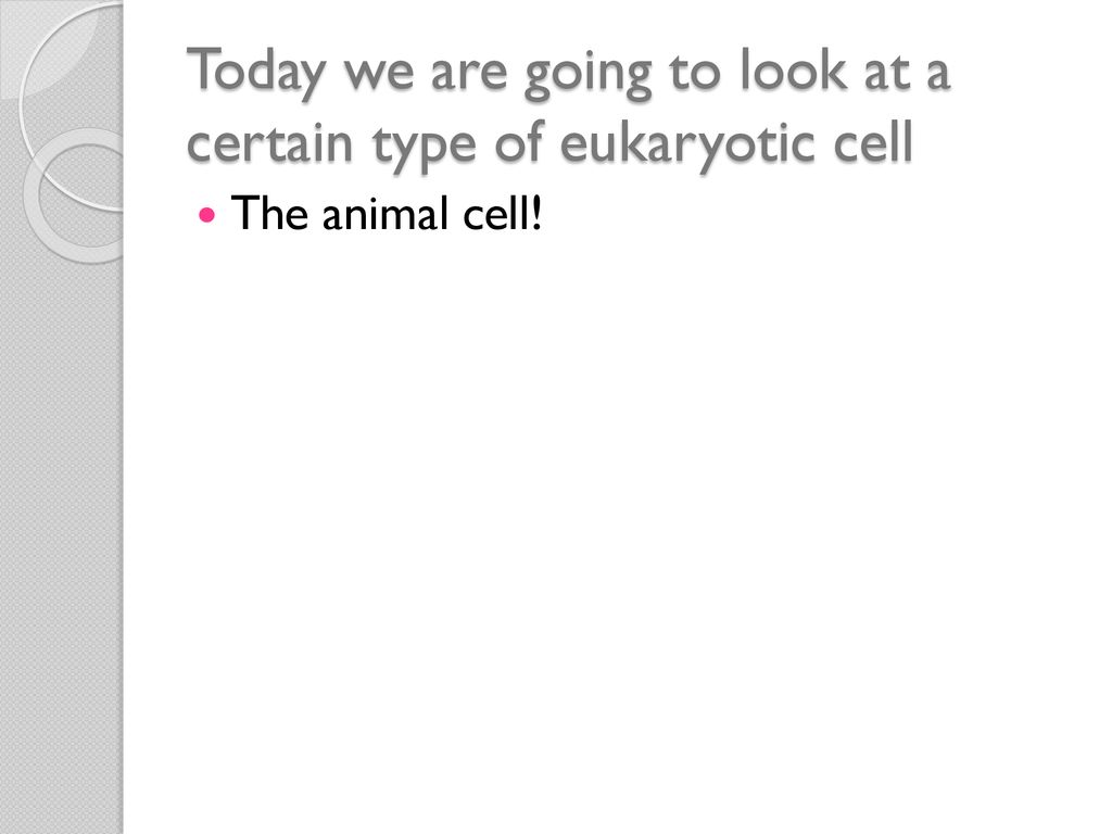 Today we are going to look at a certain type of eukaryotic cell