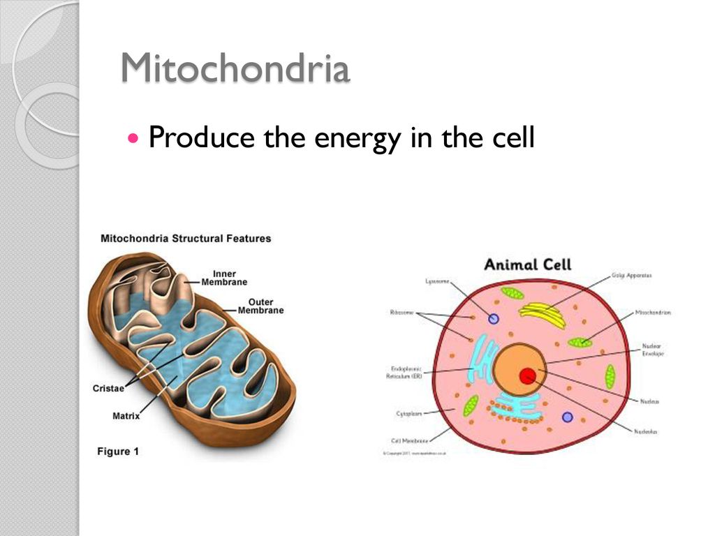 Mitochondria Produce the energy in the cell