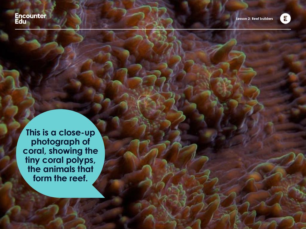 11 Reef builders Lesson ppt download Biology Diagrams