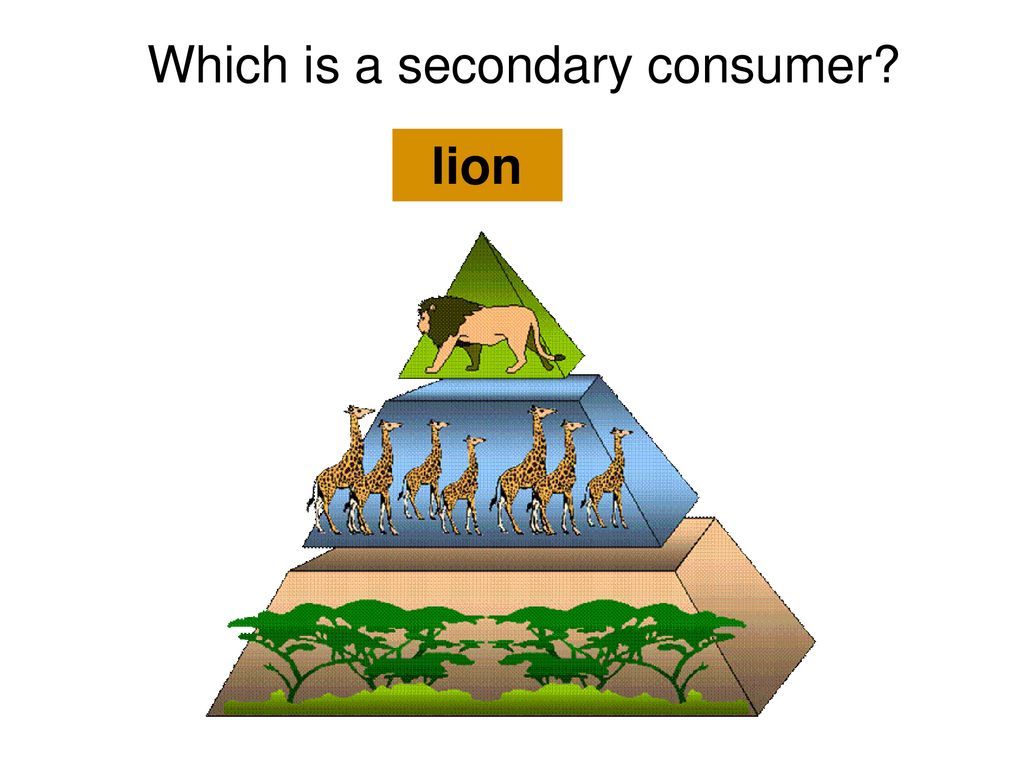 REVIEW ECOLOGY. - ppt download