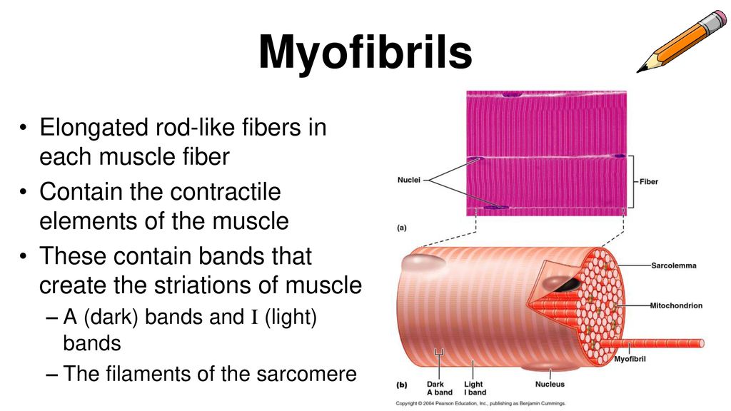 Do now activity #1 What are the 3 types of muscle? - ppt download