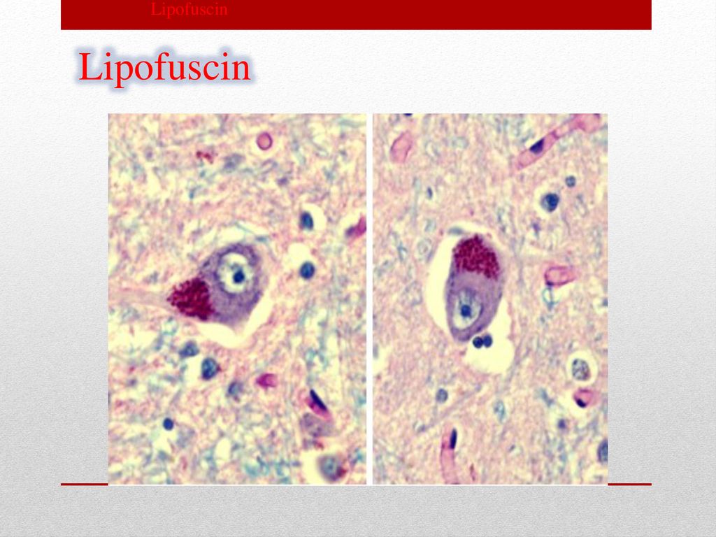 Cell junctions and CELL INCLUSIONS - ppt download