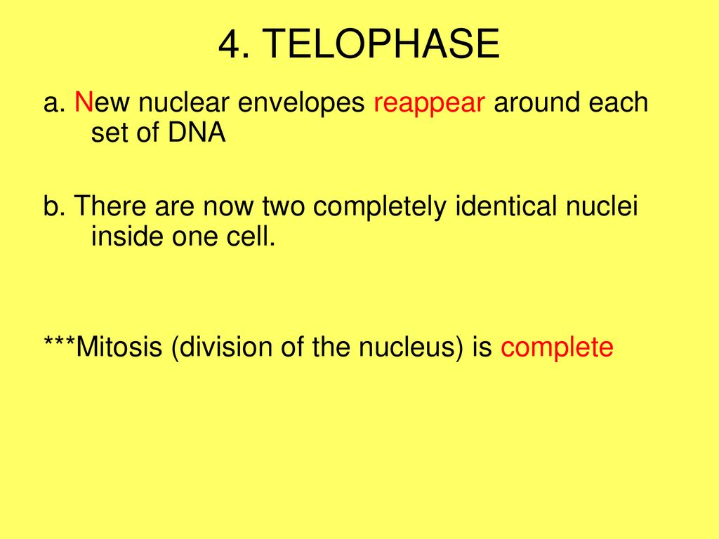 2: CELL CYCLE HI!!! M Phase. Biology Diagrams