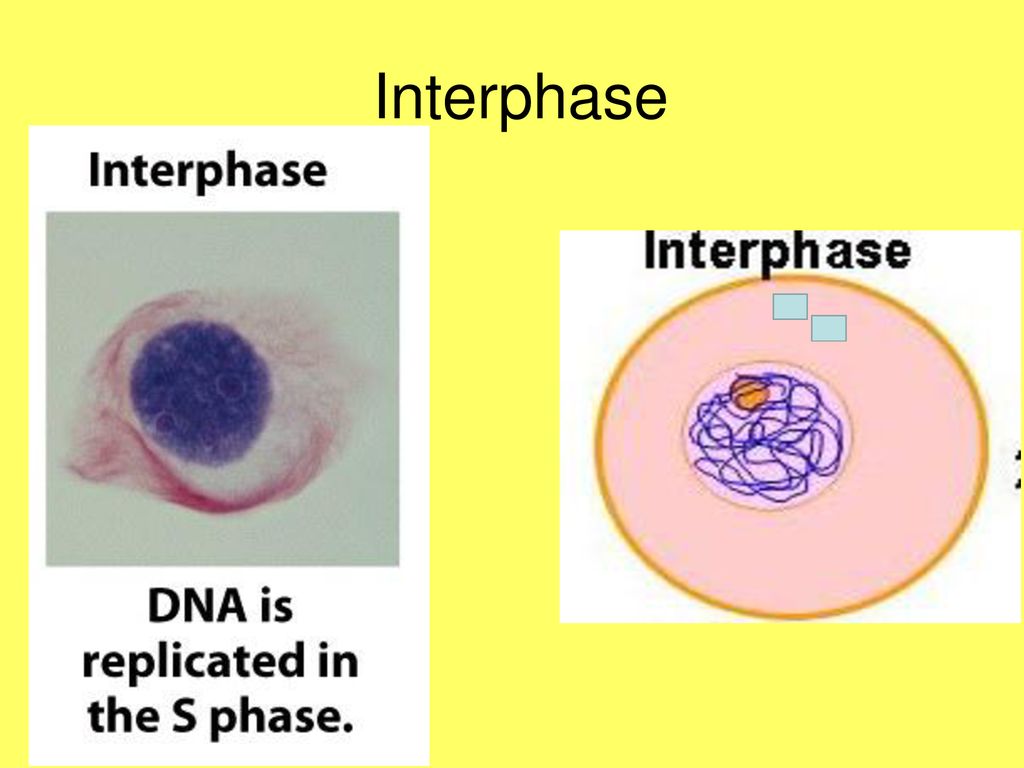 2 CELL CYCLE HI M Phase Biology Diagrams