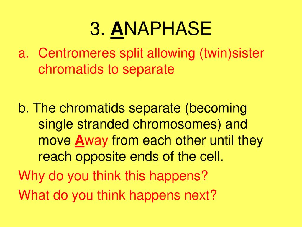 2: CELL CYCLE HI!!! M Phase. Biology Diagrams