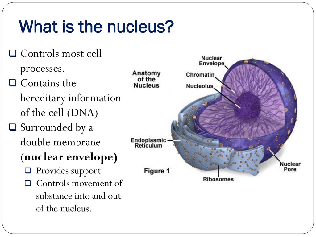 Conventional Techniques To Study Cell Nucleus Mechanics Brief