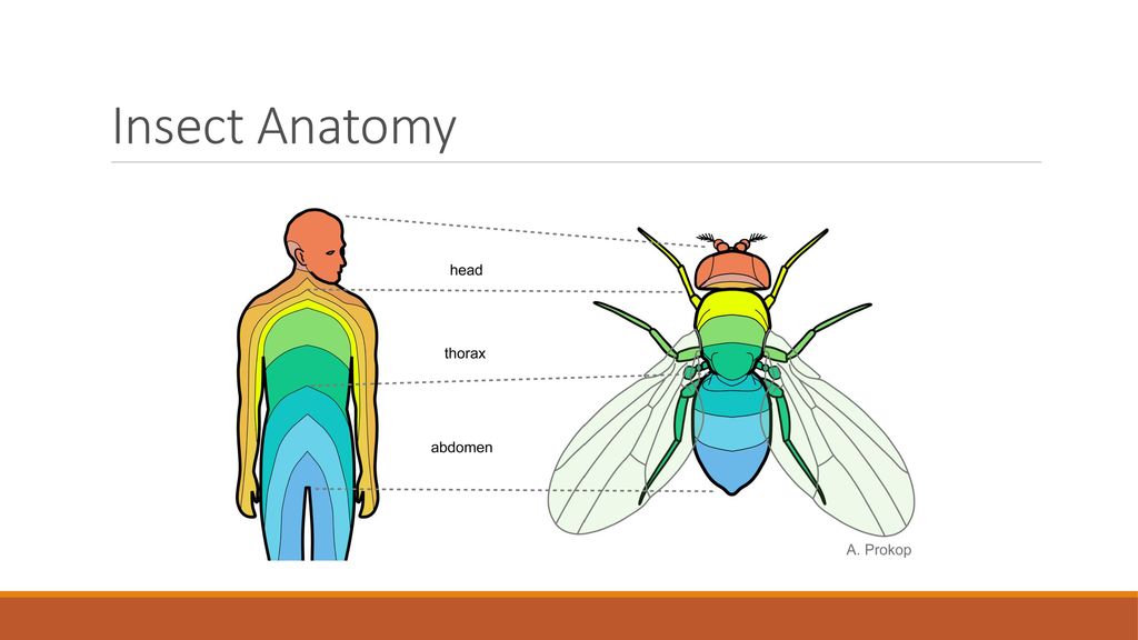 teachers-network-bug-web-project-description