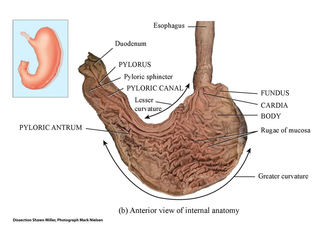 Антральная часть желудка. Антральный отдел желудка. Антрум желудка на картинкк.