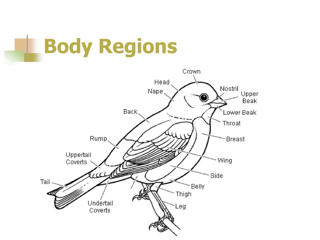 Назови части птицы. Строение тела птицы для детей. Строение тела птицы для дошкольников. Строение туловища птицы. Внешнее строение птиц.